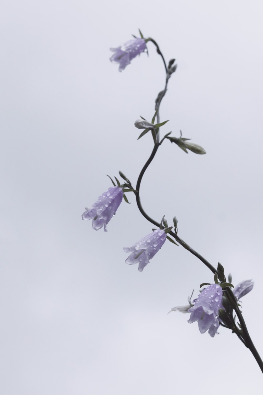 purple flower with green leaves