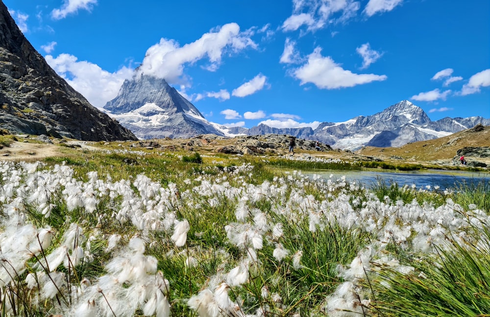 white flowers on green grass field near snow covered mountain under blue sky during daytime