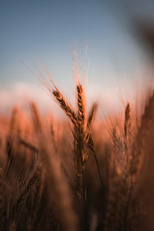 brown wheat field during daytime