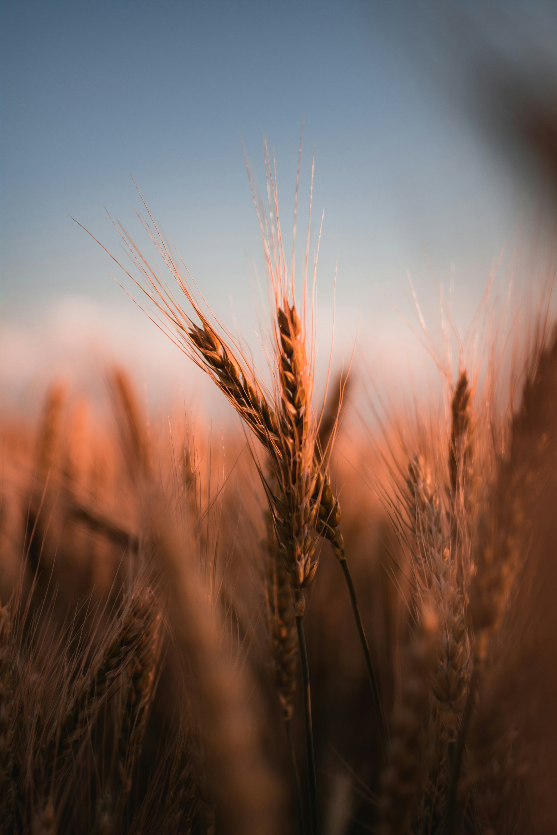 brown wheat field during daytime