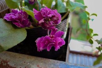 Vibrant purple flowers with ruffled petals are blooming from a plant in a black pot. The leaves are broad and green, with a slightly fuzzy texture. The background features a blurred mix of greenery and light, suggesting an outdoor setting.