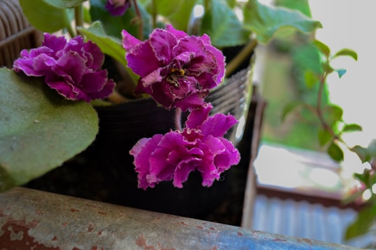 Vibrant purple flowers with ruffled petals are blooming from a plant in a black pot. The leaves are broad and green, with a slightly fuzzy texture. The background features a blurred mix of greenery and light, suggesting an outdoor setting.