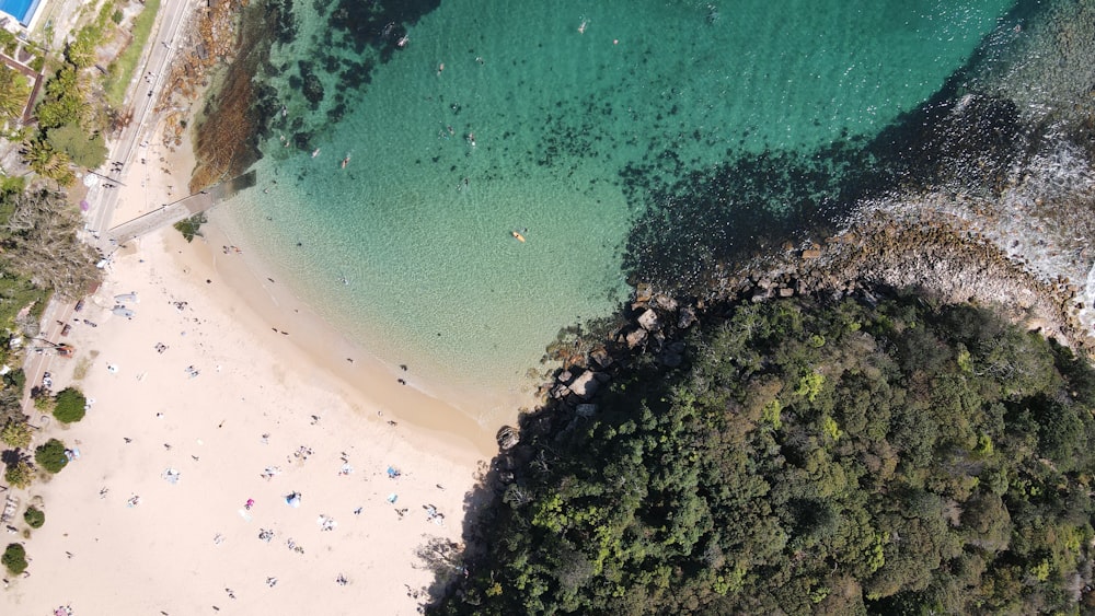 Vista aérea de árboles verdes junto al cuerpo de agua durante el día