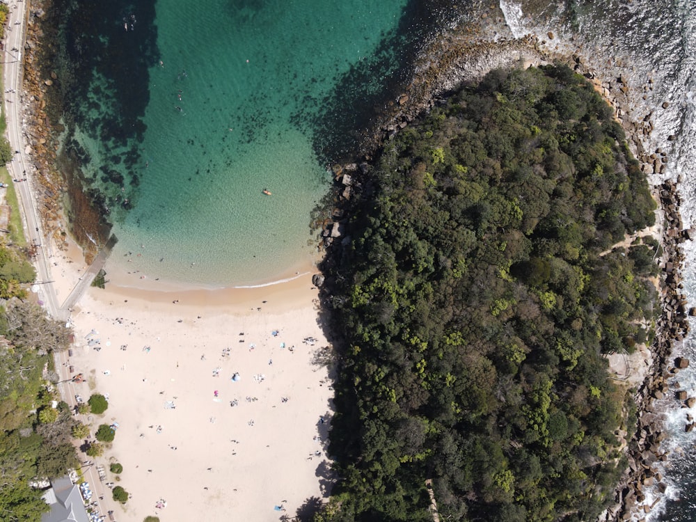 aerial view of green trees beside body of water during daytime