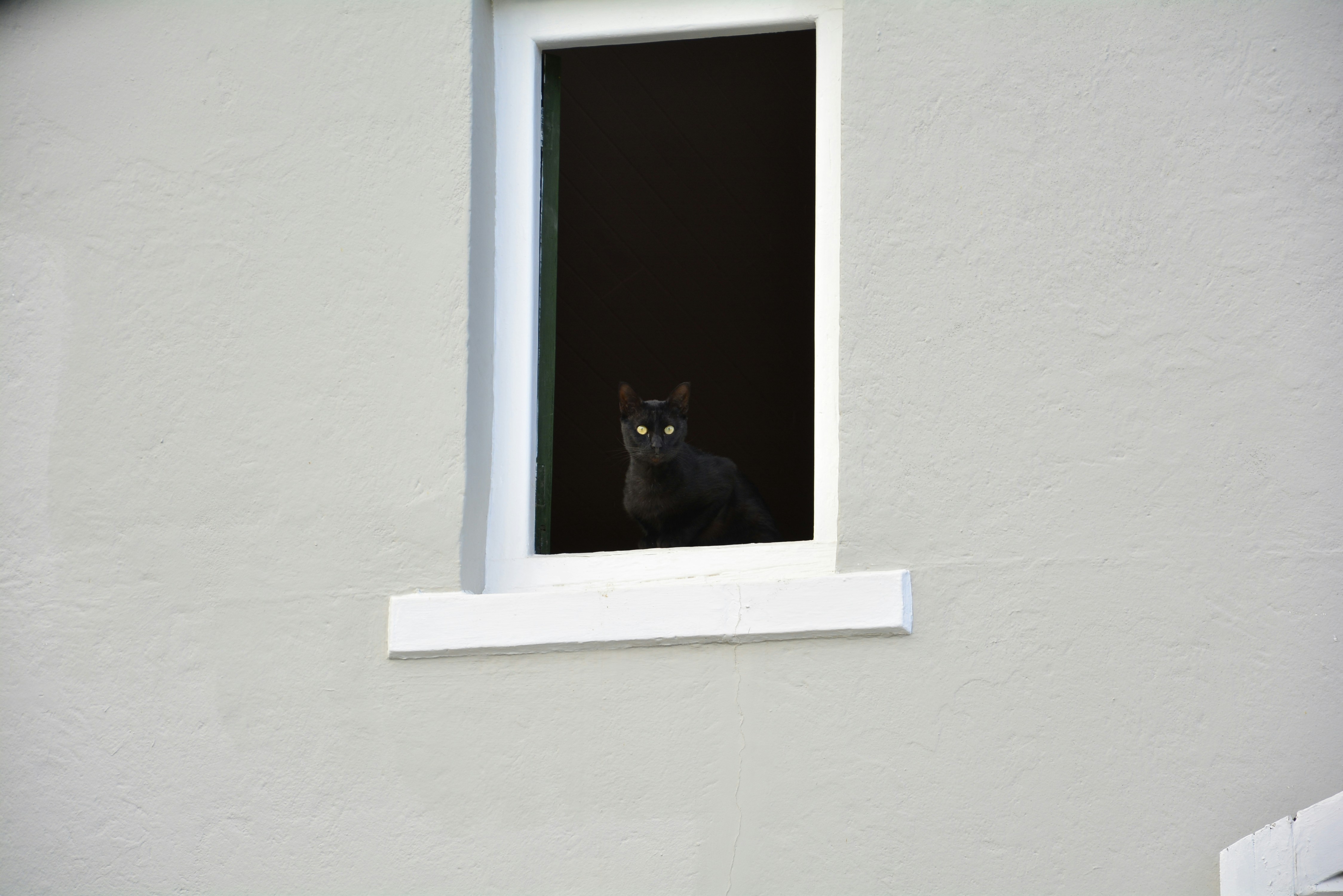 black cat on window during daytime