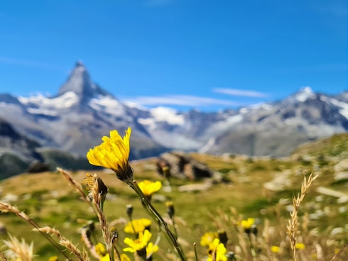 yellow flower in front of snow covered mountain during daytime
