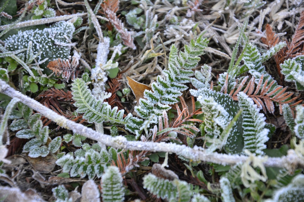 green fern plant on brown dried leaves