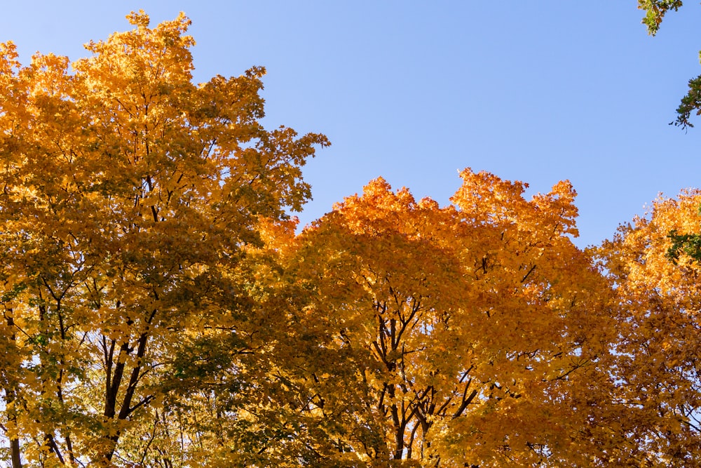 brown and green trees under blue sky during daytime