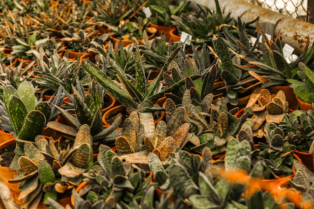 green and orange plant leaves