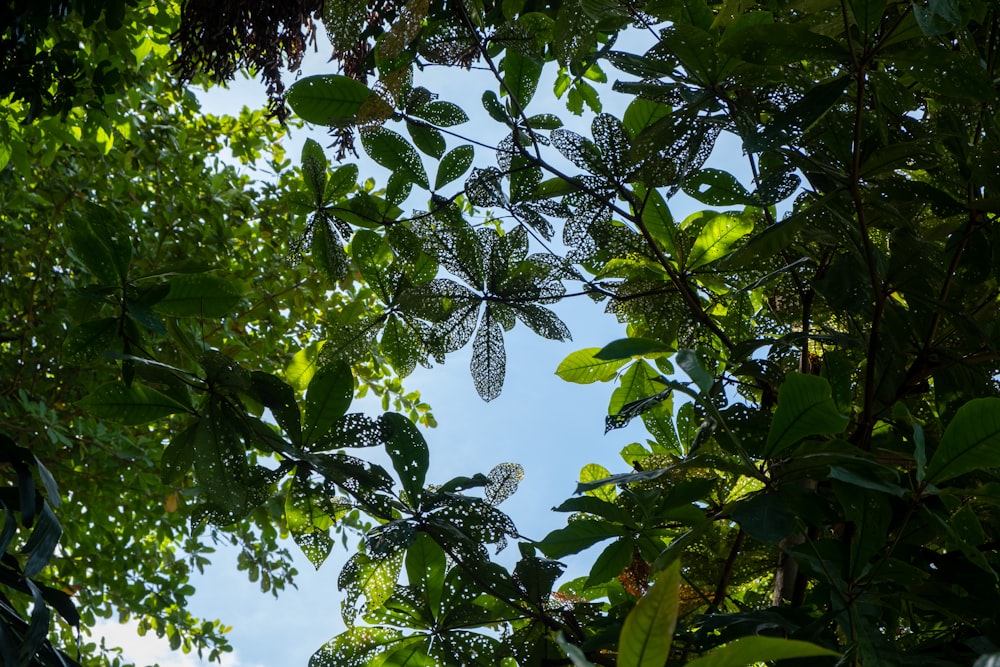 green leaves under blue sky during daytime