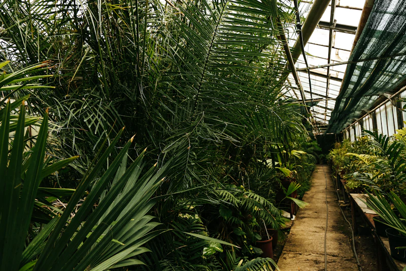Young plants rooting in containers — newly propagated berries need gradual transition to outdoor conditions