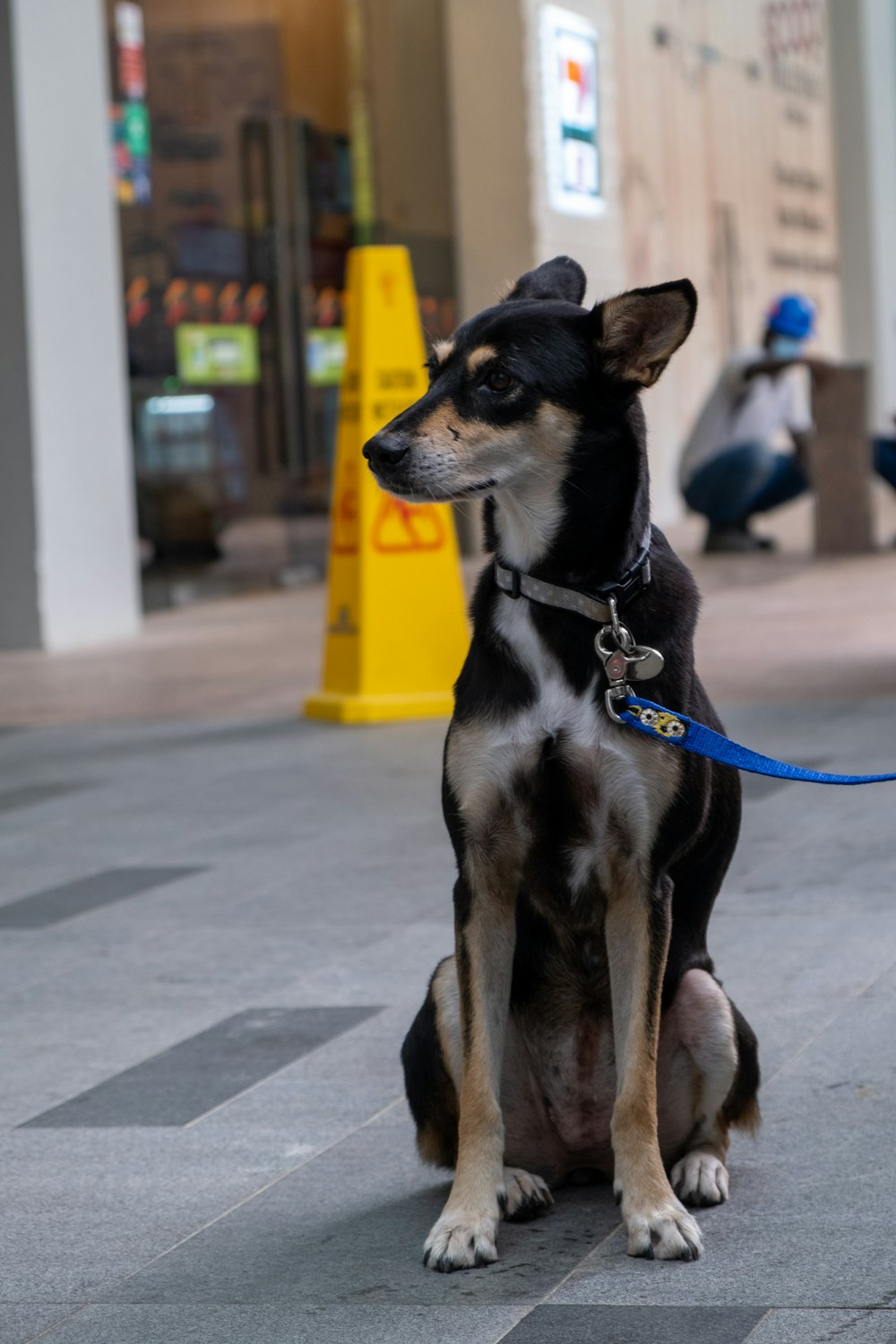 black and tan miniature pinscher