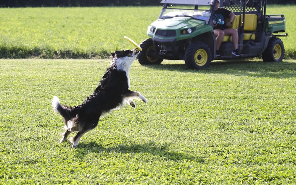 Border Collie blanco y negro y verde y amarillo montan en un coche de juguete sobre hierba verde