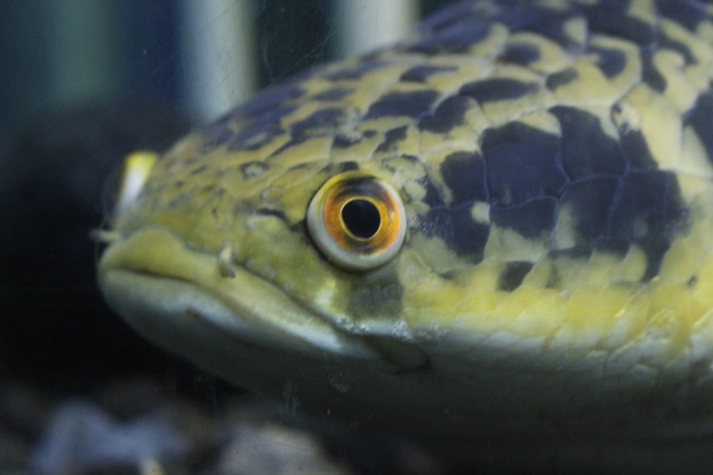 blue and white fish in fish tank