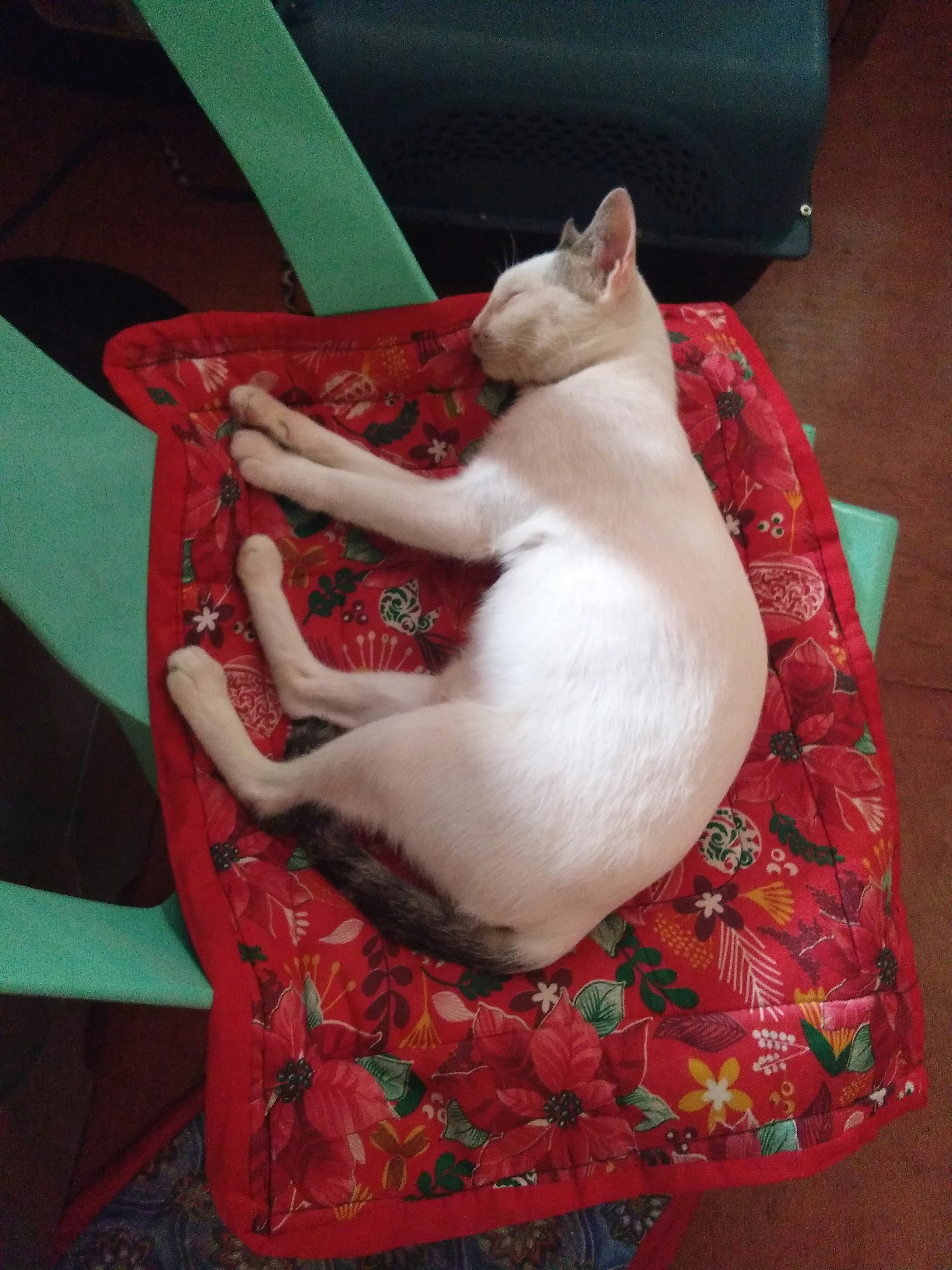 Sudadera para gatos
