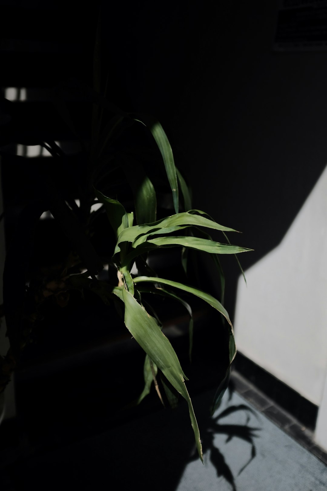 green plant on black pot