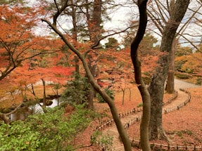 brown trees and green plants during daytime