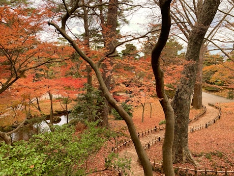 brown trees and green plants during daytime