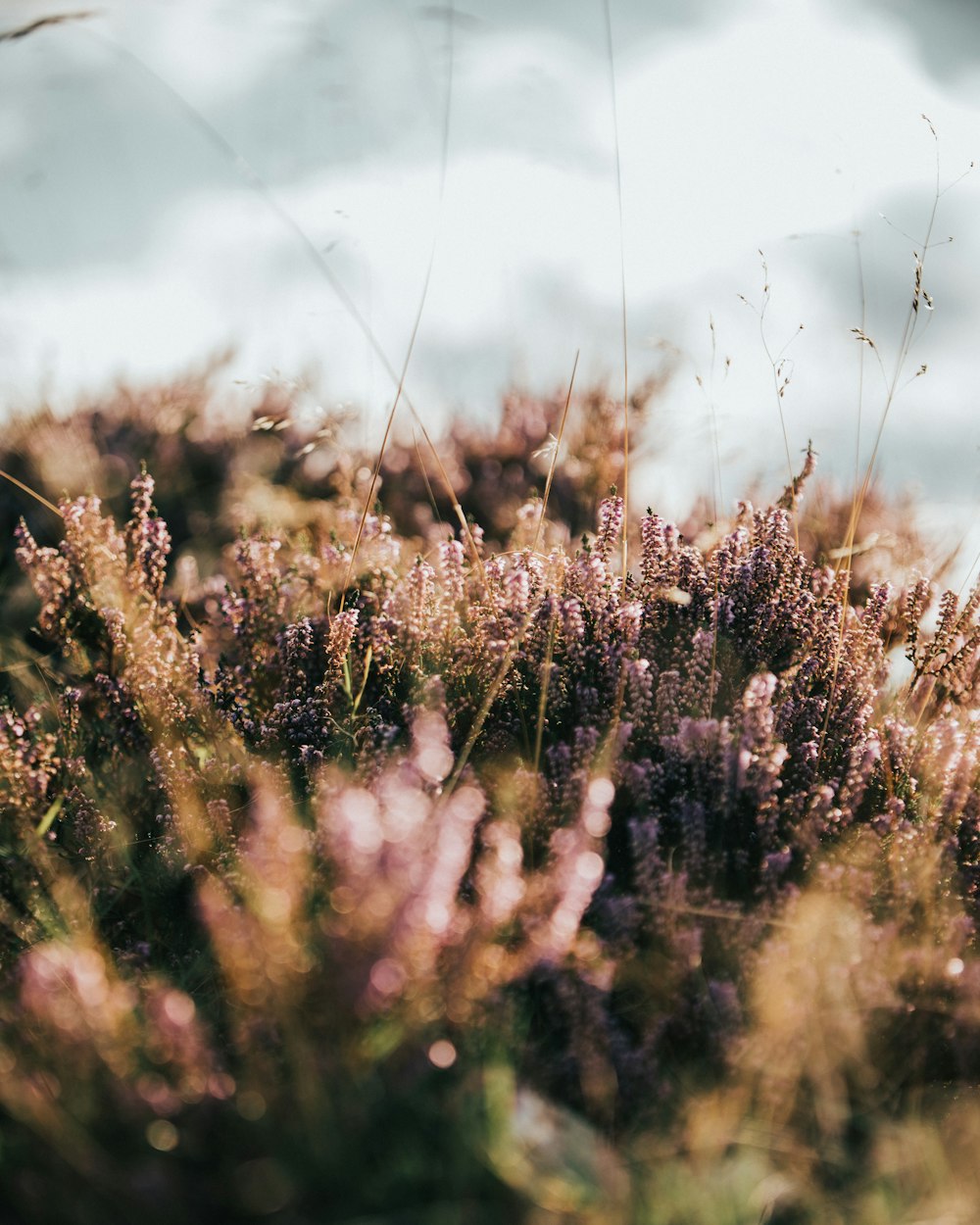 brown grass in tilt shift lens