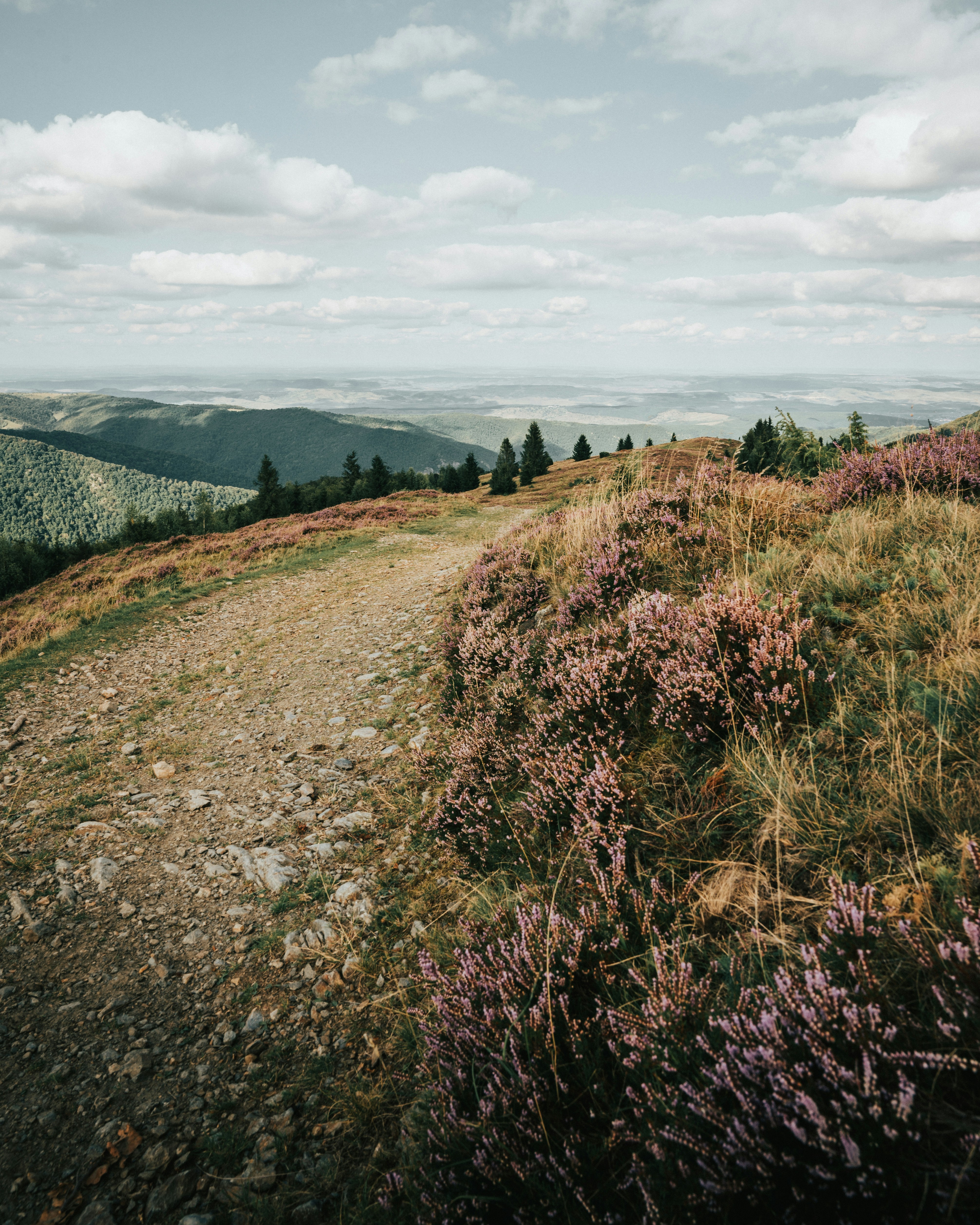 Photo by tamas_tuzeskatai