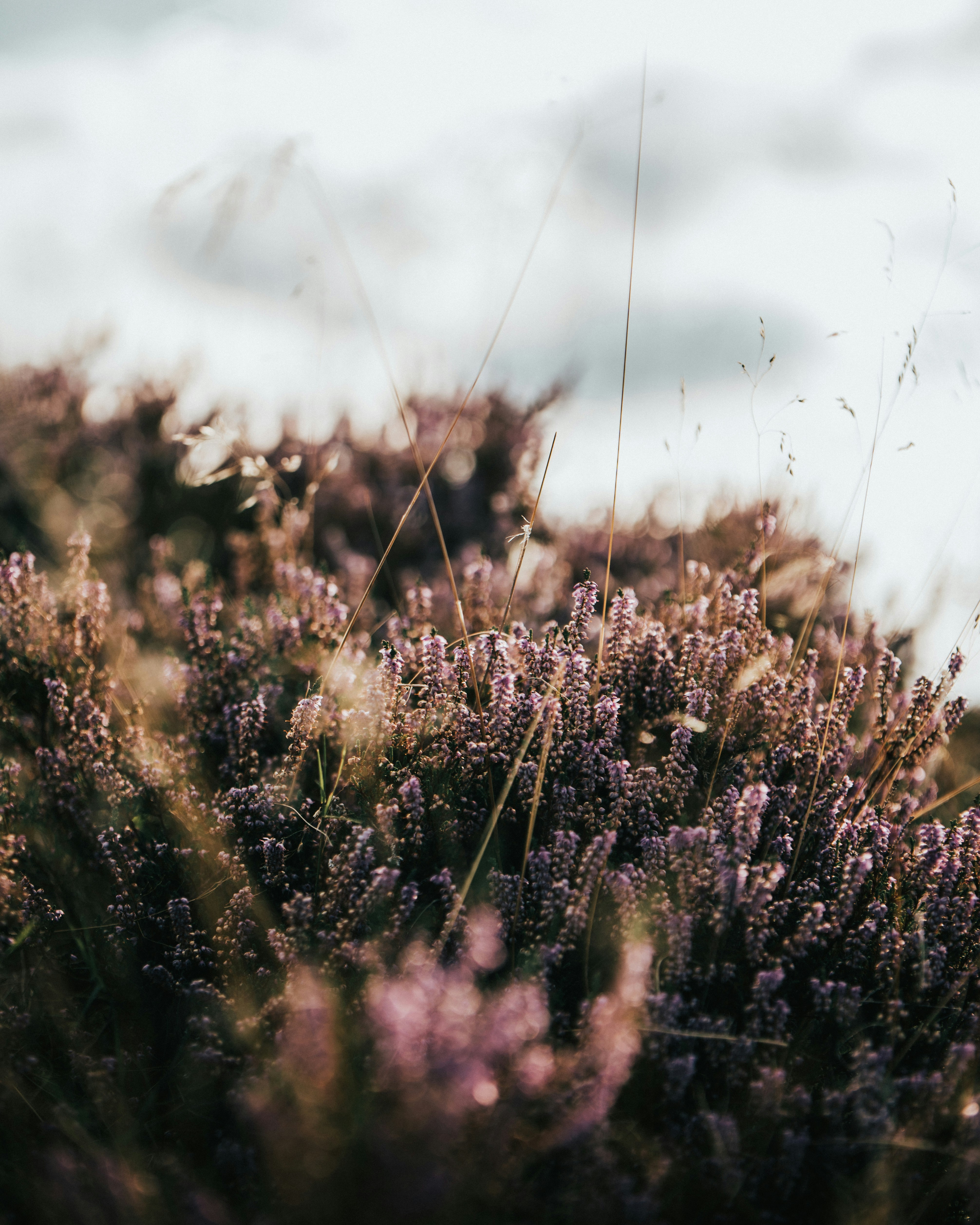 Photo by tamas_tuzeskatai