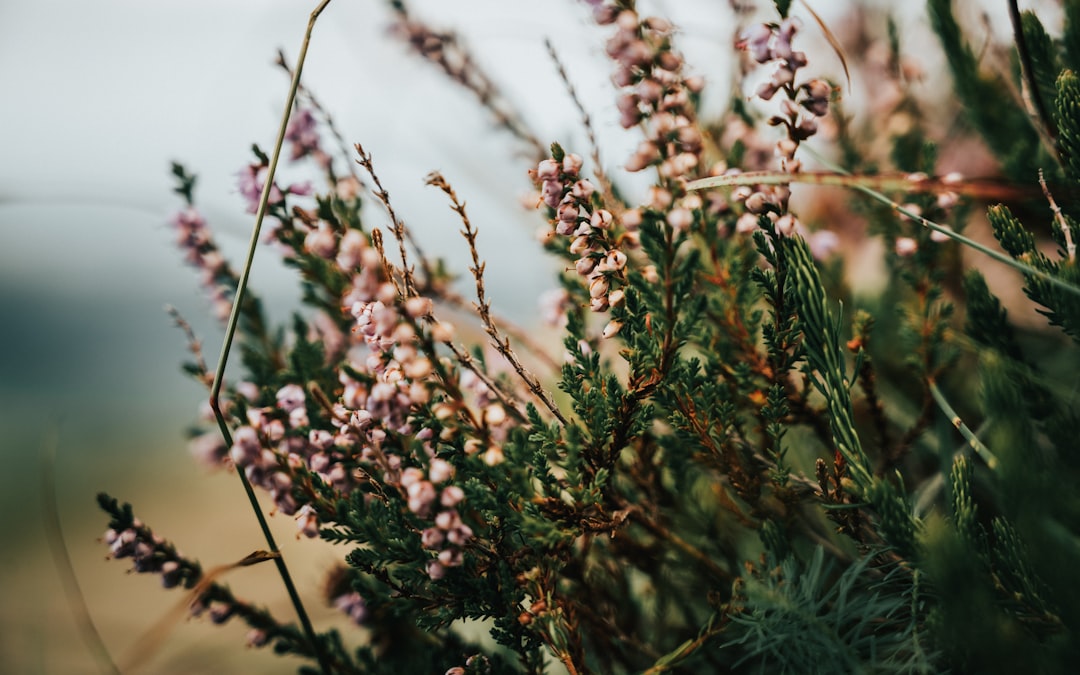 white and brown flowers in tilt shift lens