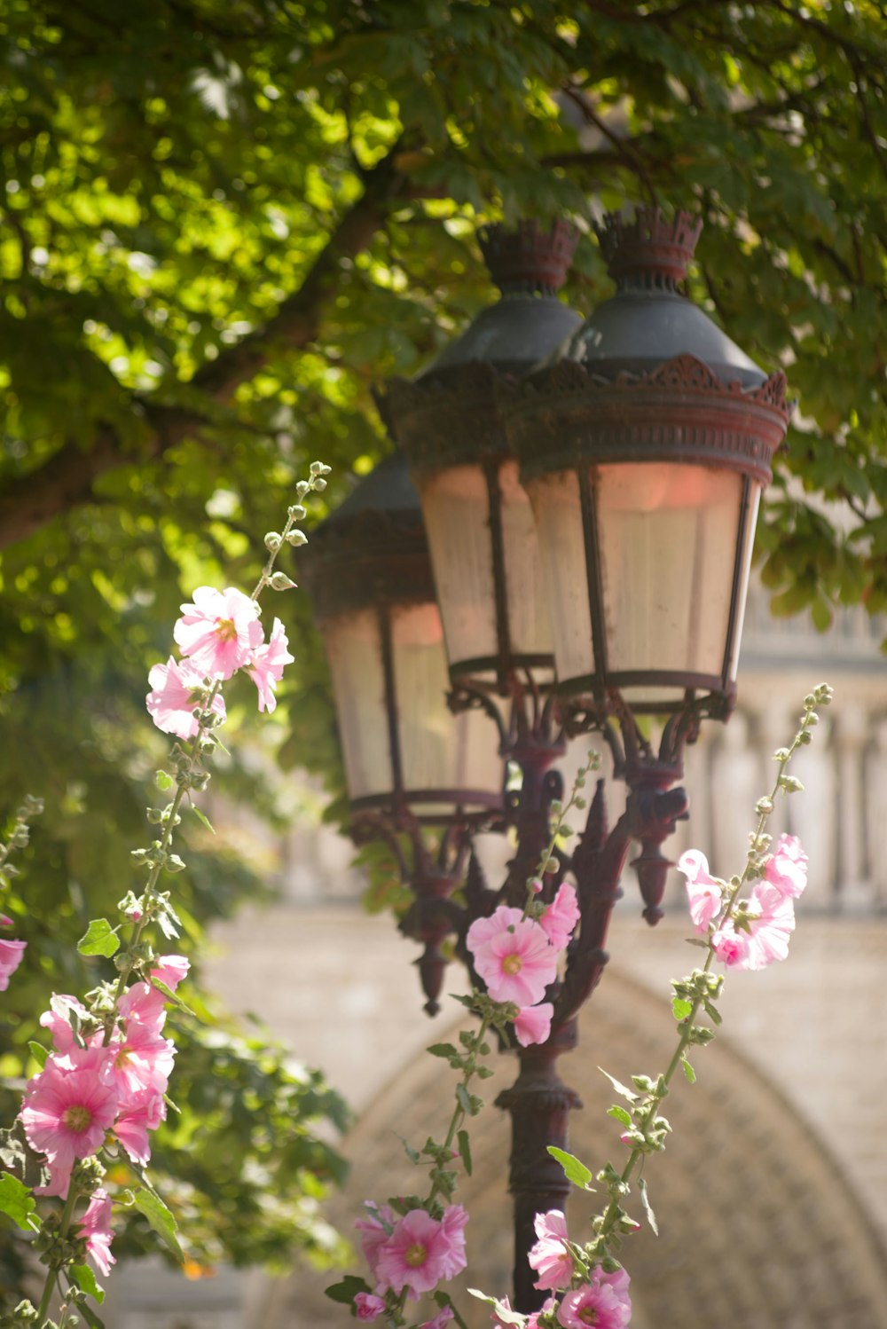 black lamp post near pink flowers