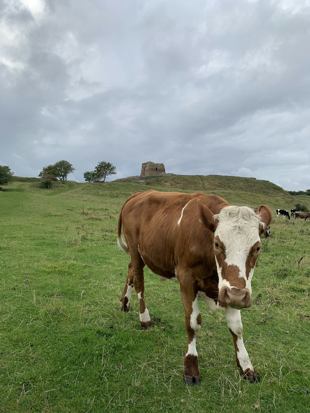 brown and white cow on green grass field during daytime