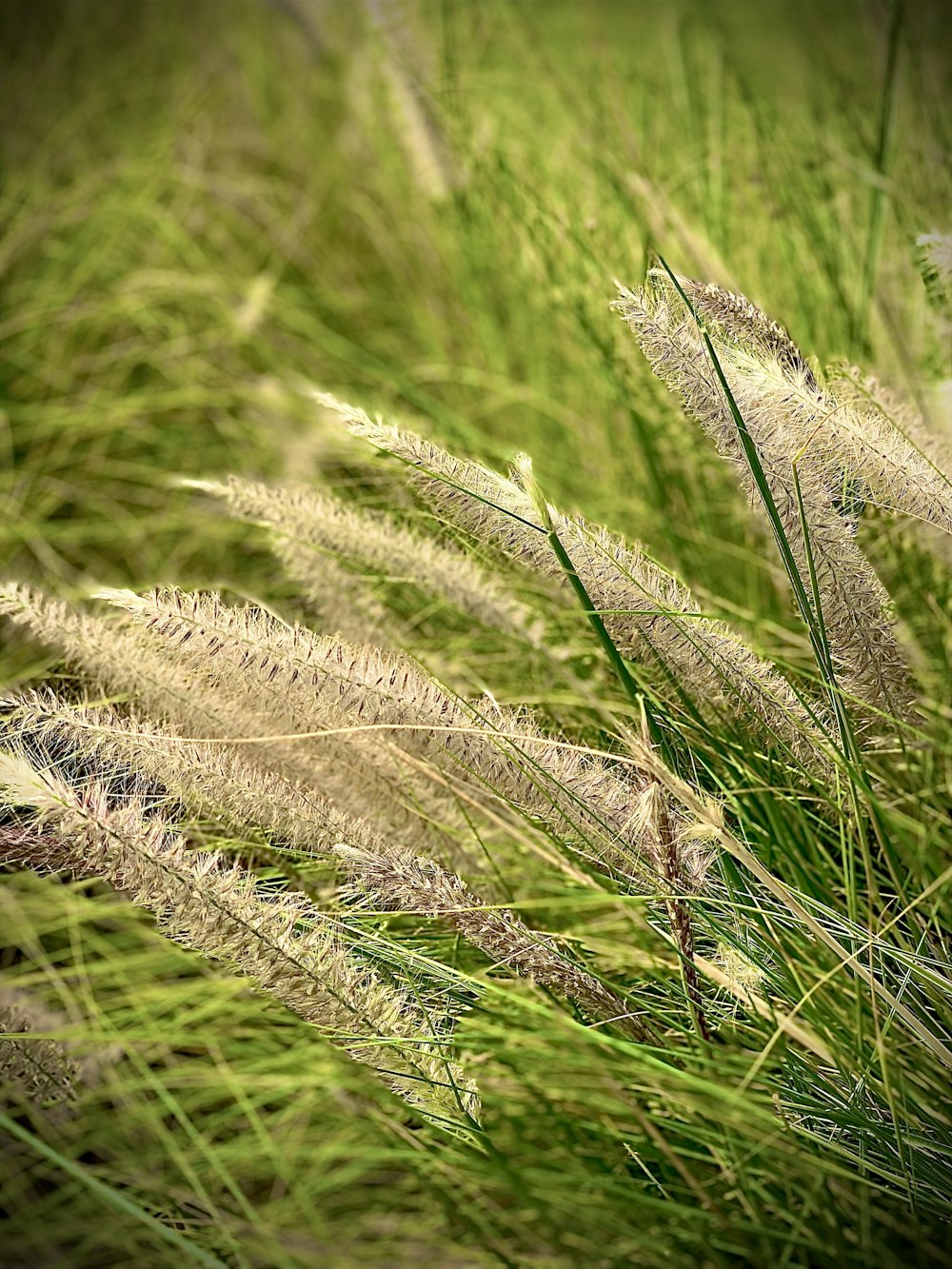 champ de blé vert pendant la journée