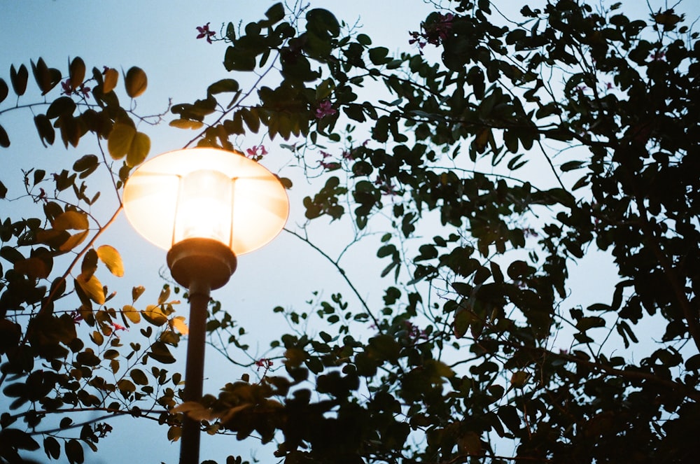 white lamp post near green tree during daytime