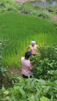 A focused portrait of Dilruba Khanam reviewing soil samples in a lush green field.