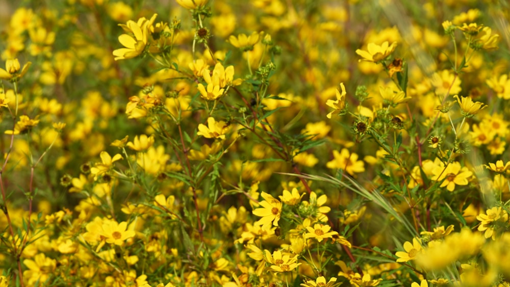 yellow flowers with green leaves