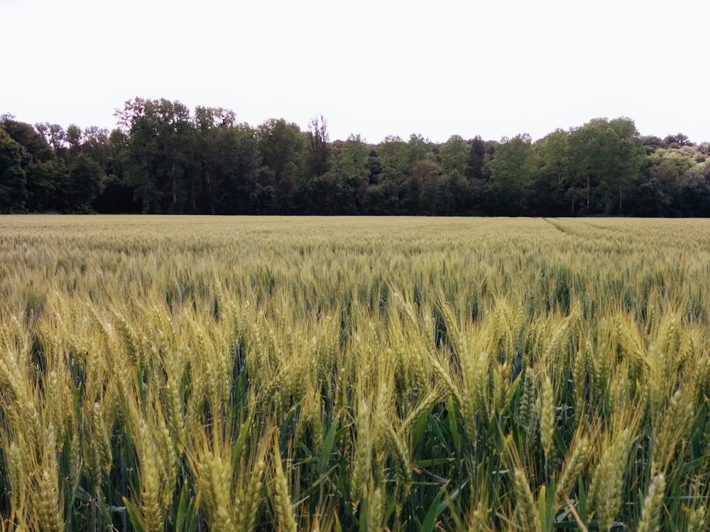 green grass field during daytime