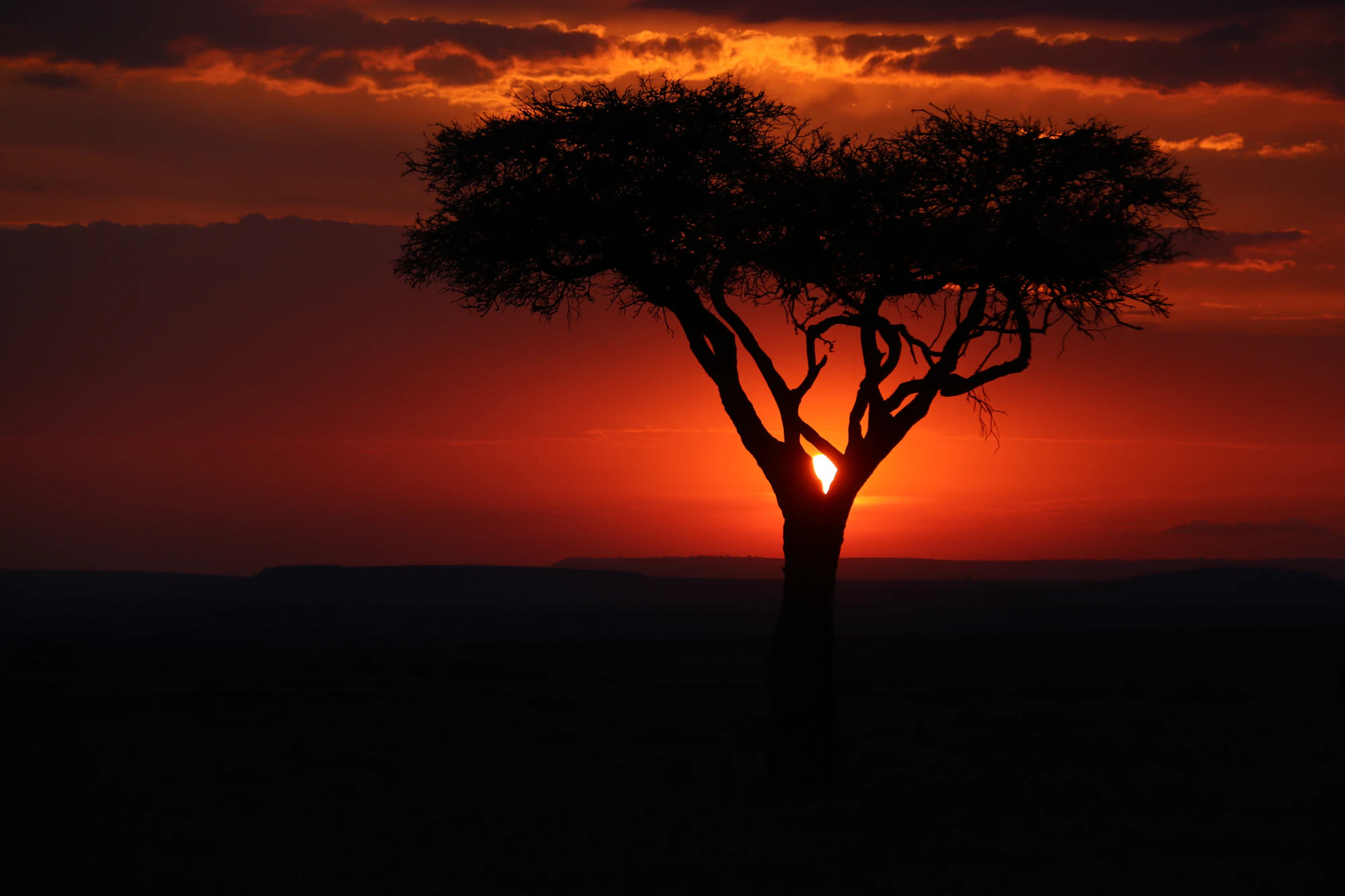 An acacia tree in silhouette against a deep red sunset in the Maasai Mara