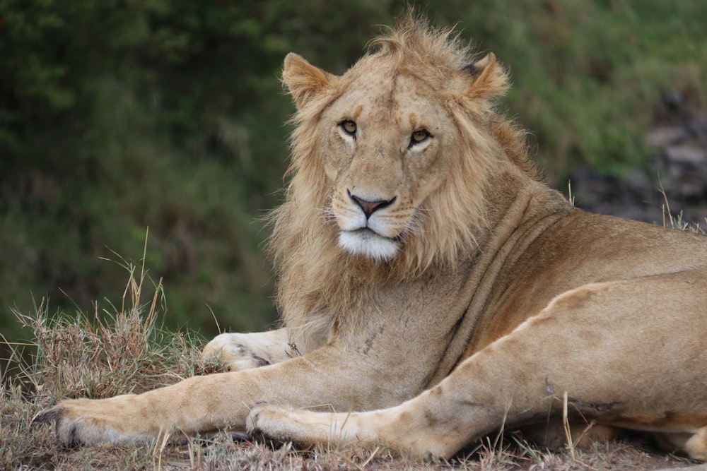 brown lion lying on green grass during daytime