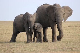 three gray elephants on green grass field during daytime