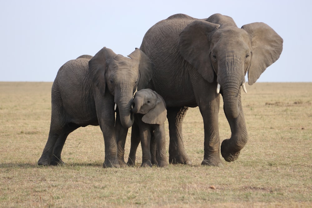 três elefantes cinzentos no campo de grama verde durante o dia