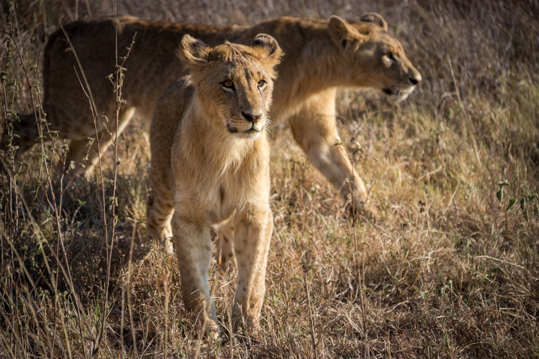 Wildlife photo spot National Park Nairobi City