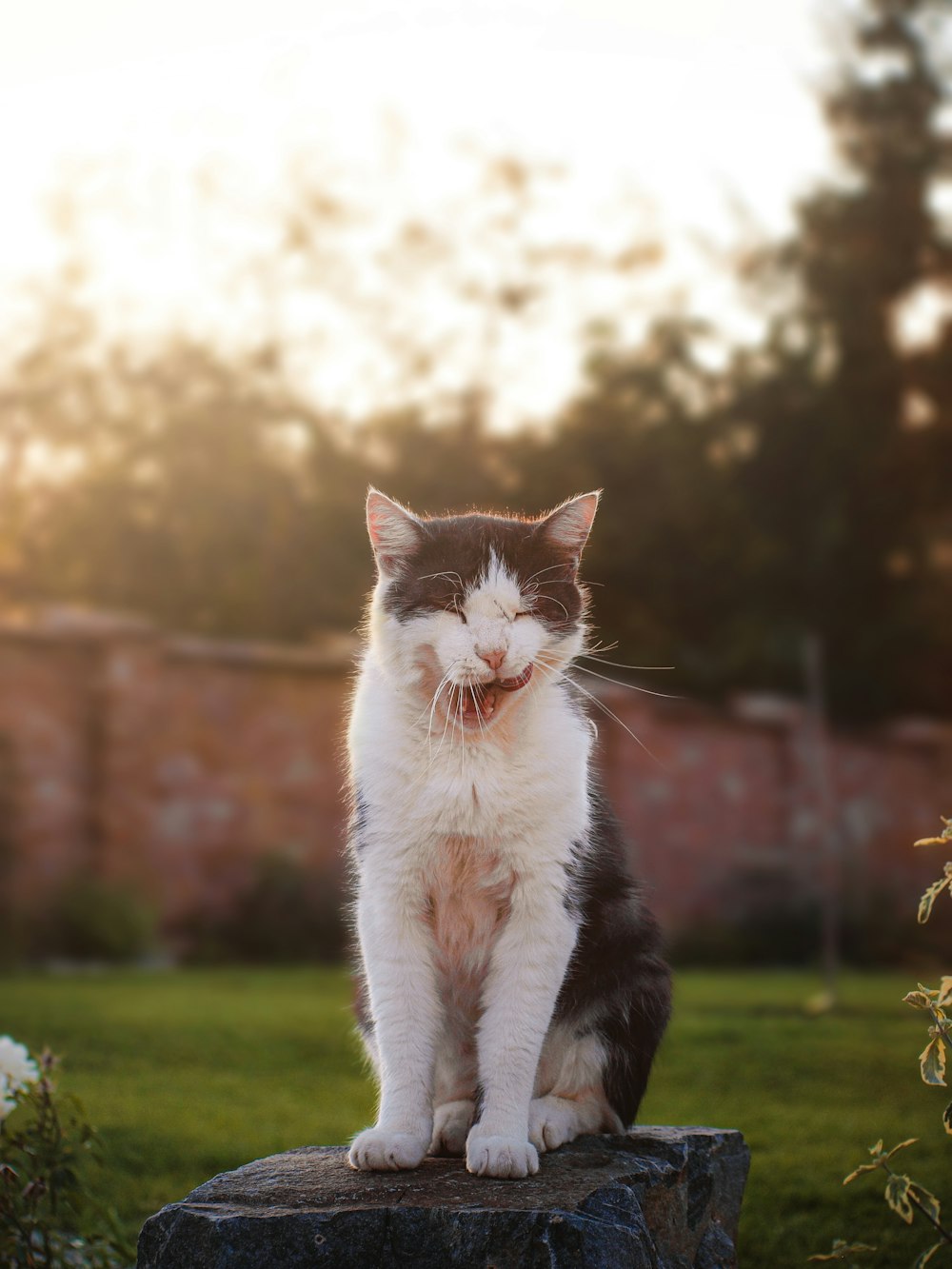 white and black cat on green grass during daytime