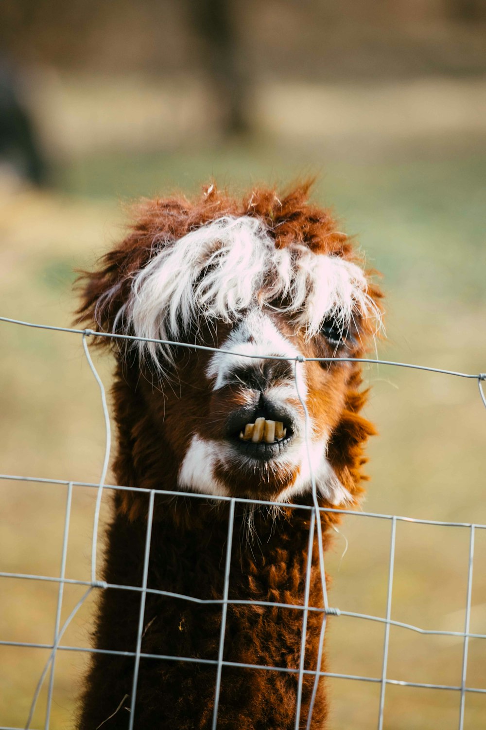 brown and white llama on green grass field during daytime