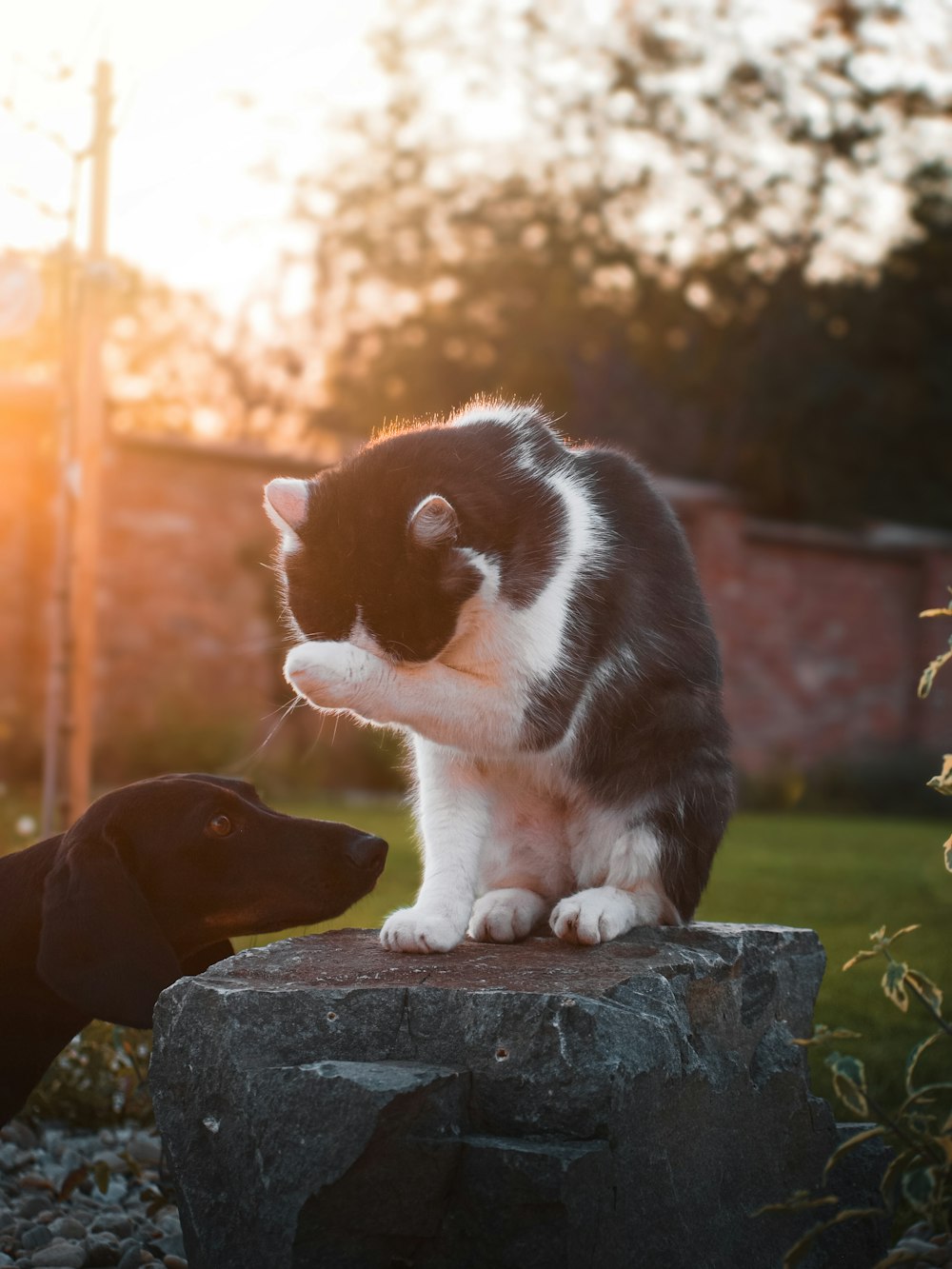 black and white cat on gray rock