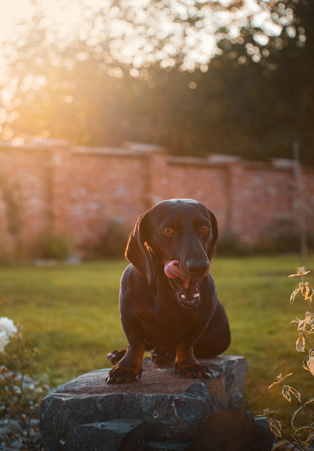 brown short coated dog sitting on green grass during daytime