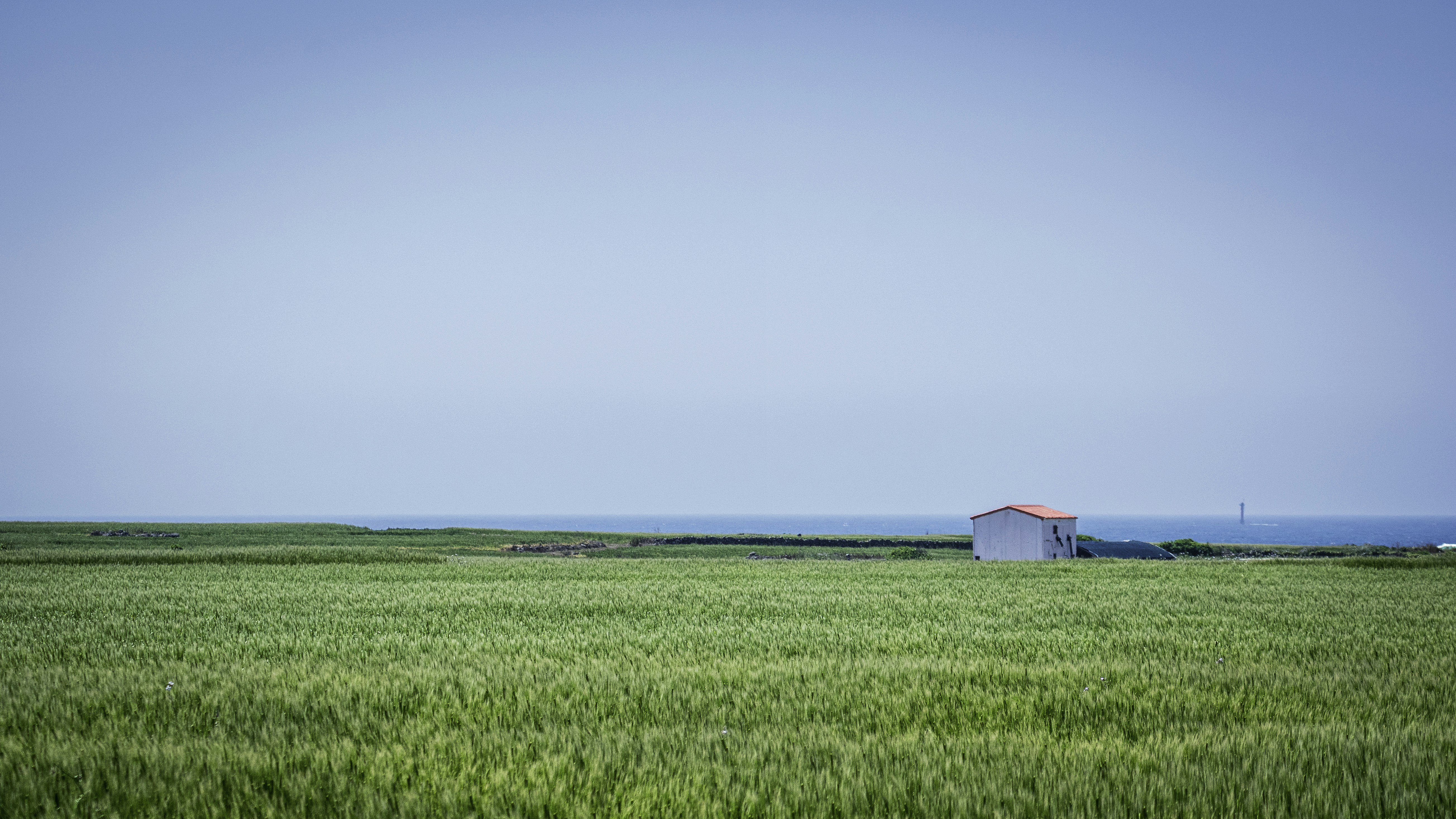 Cuddle the Canola Flowers Closer 💛: Jeju Island
