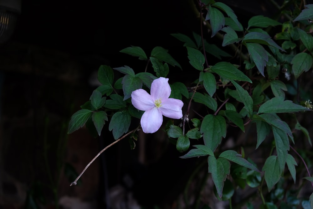 purple flower with green leaves