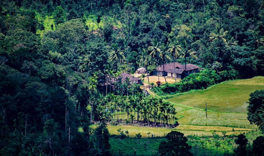 green trees and grass field