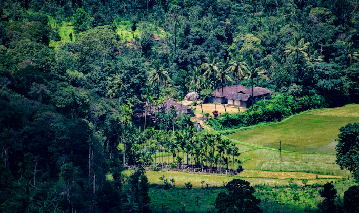 Coorg Coffee Estate Karnataka