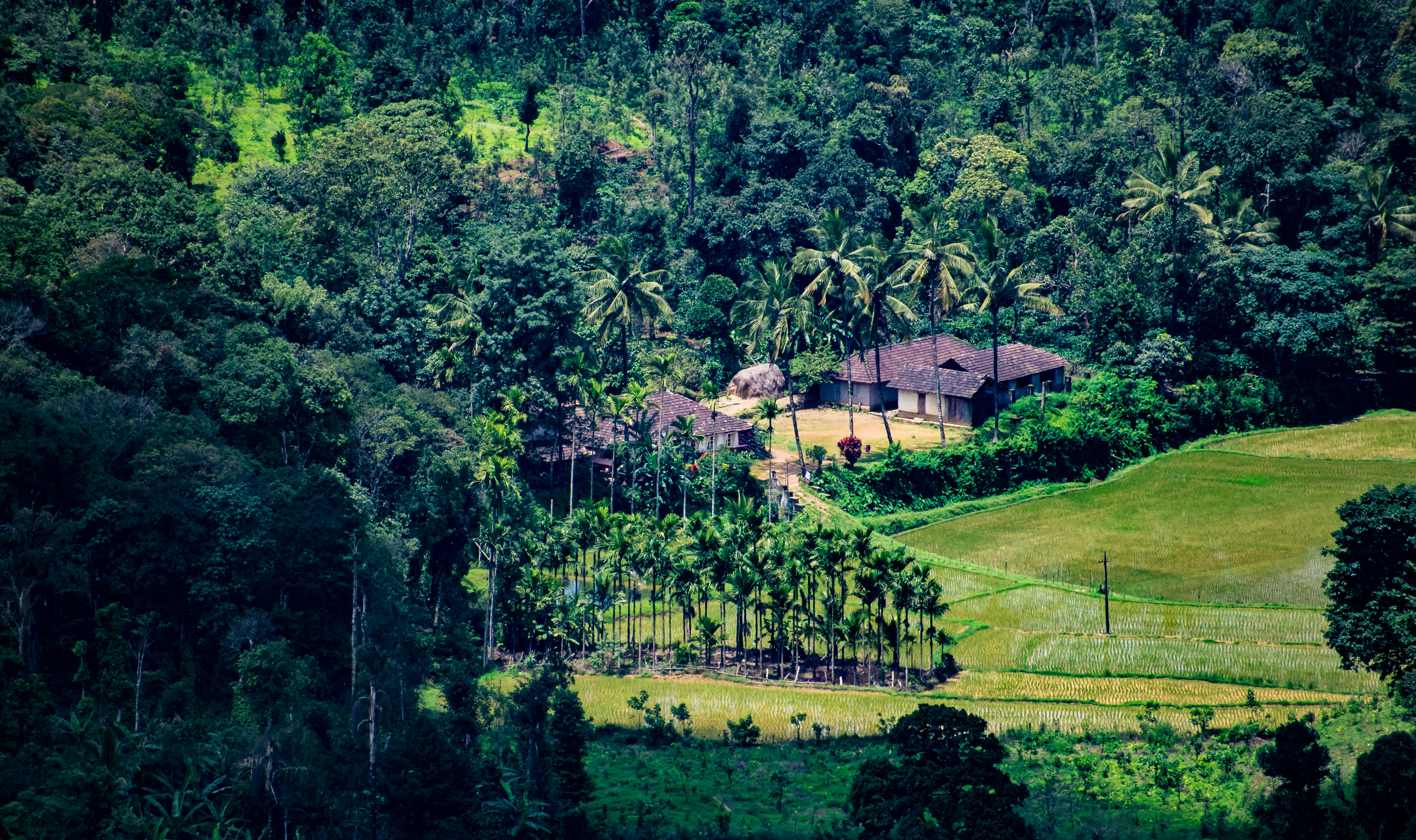 green trees and grass field