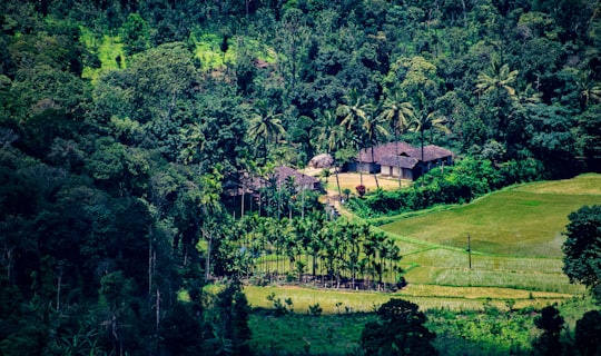 green trees and grass field in Coorg India