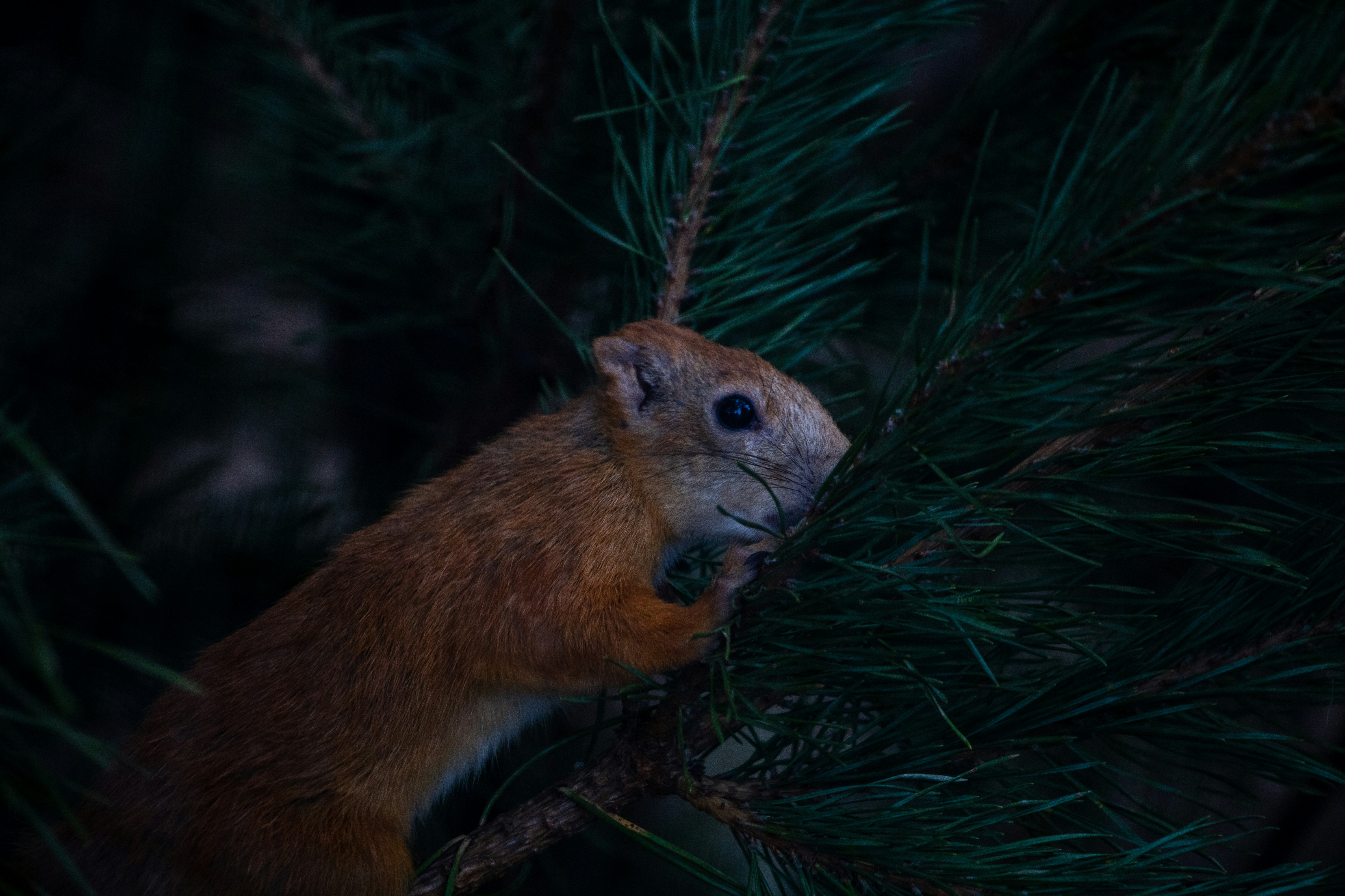 brown squirrel on green tree