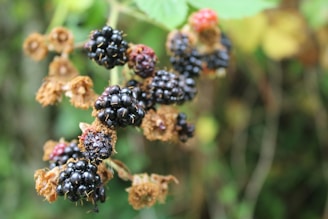 Close-up of ripe blackberries freshly picked from the bush with morning dew.
